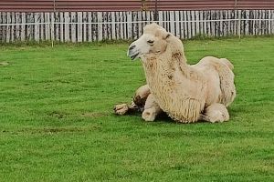 Uczniowie oglądają zwierzęta w zoo.